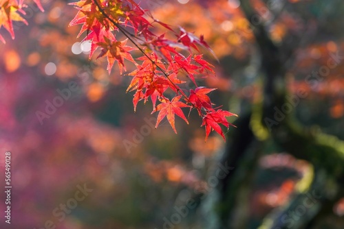 Fotobehang 光を浴びて輝くカラフルなモミジの紅葉