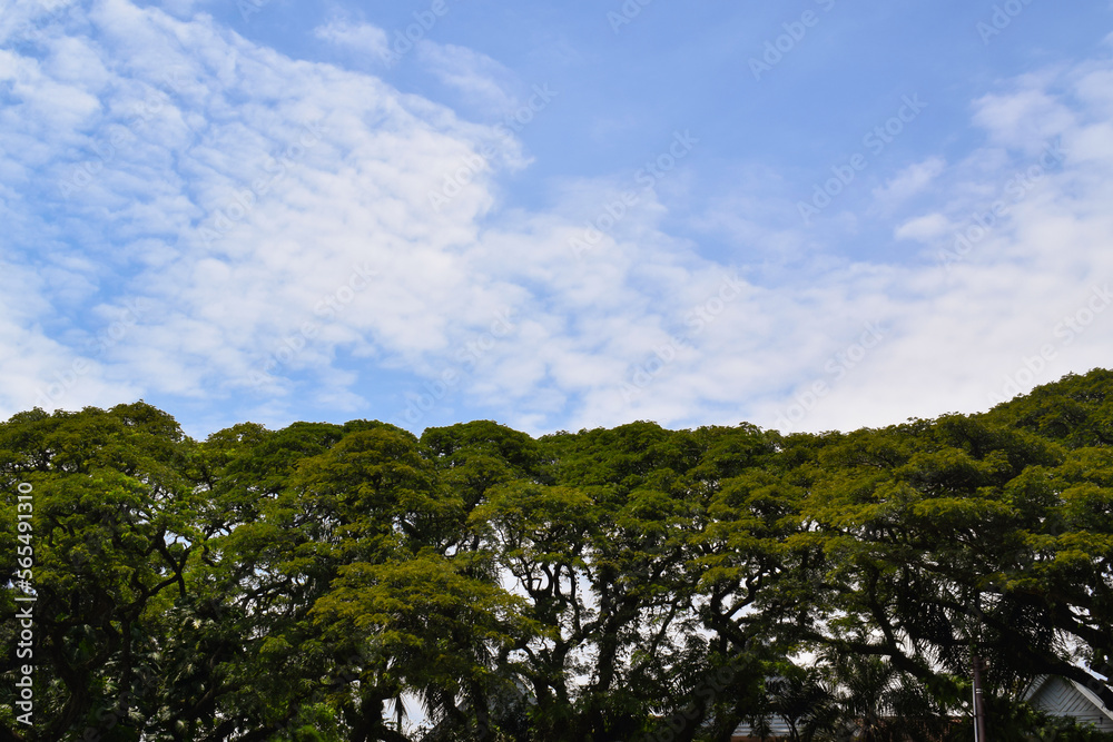 Beautiful nature. Green trees and bright blue sky. Tree and sky. Concept for background