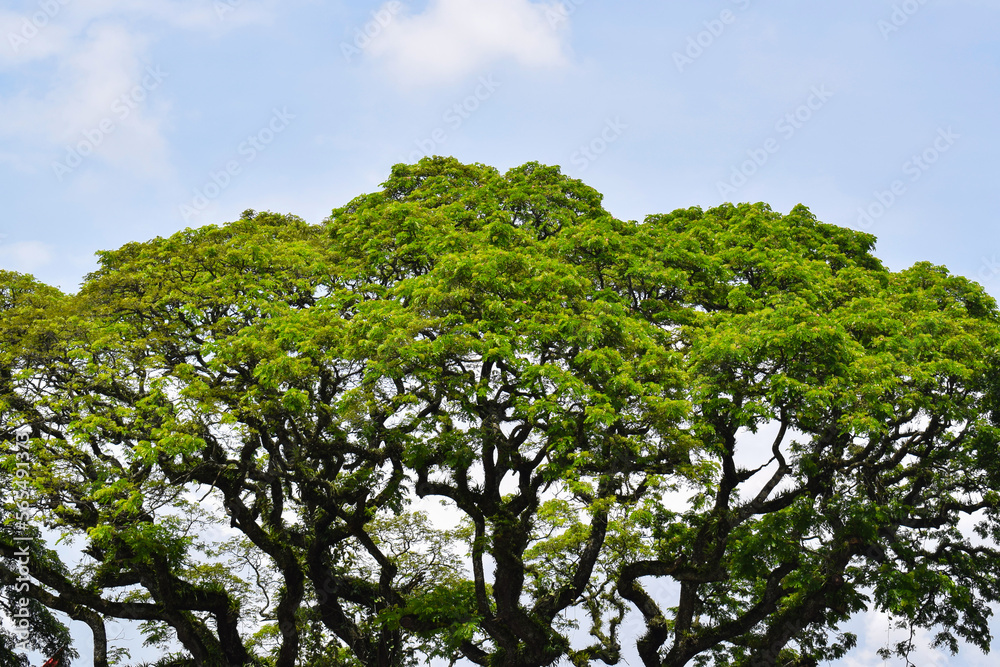 Beautiful nature. Green trees and bright blue sky. Tree and sky. Concept for background