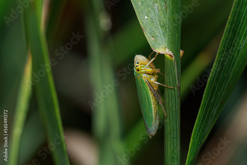 Green Leafhopper (Cicadella viridis) hiding on stem of a grass