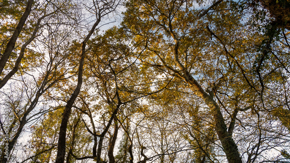 forest background sunset low angle view