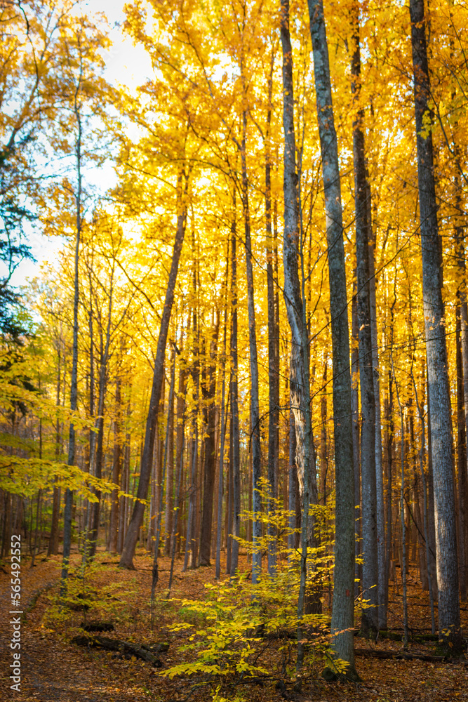 Autumn in the forest, golden leaves, vertical tree branches