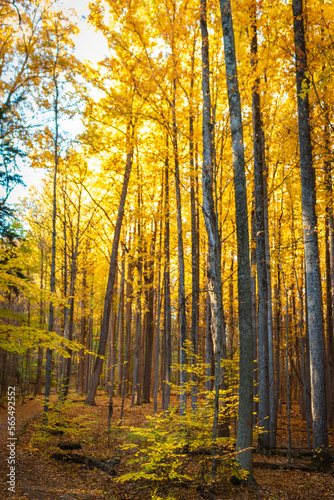 Autumn in the forest  golden leaves  vertical tree branches