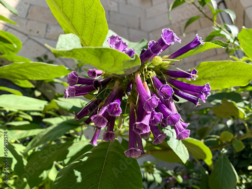 Beautiful purple-flowered shrub Iochroma (lat. - Iochroma) photo