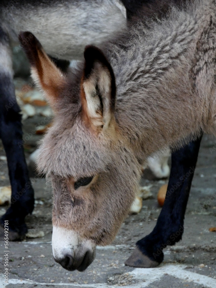Fototapeta premium âne gris