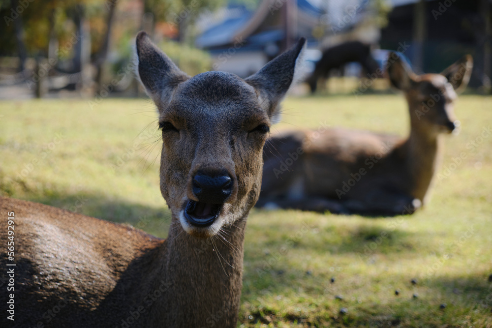 portrait of deer at Nara, Japan
나라 사슴공원 
