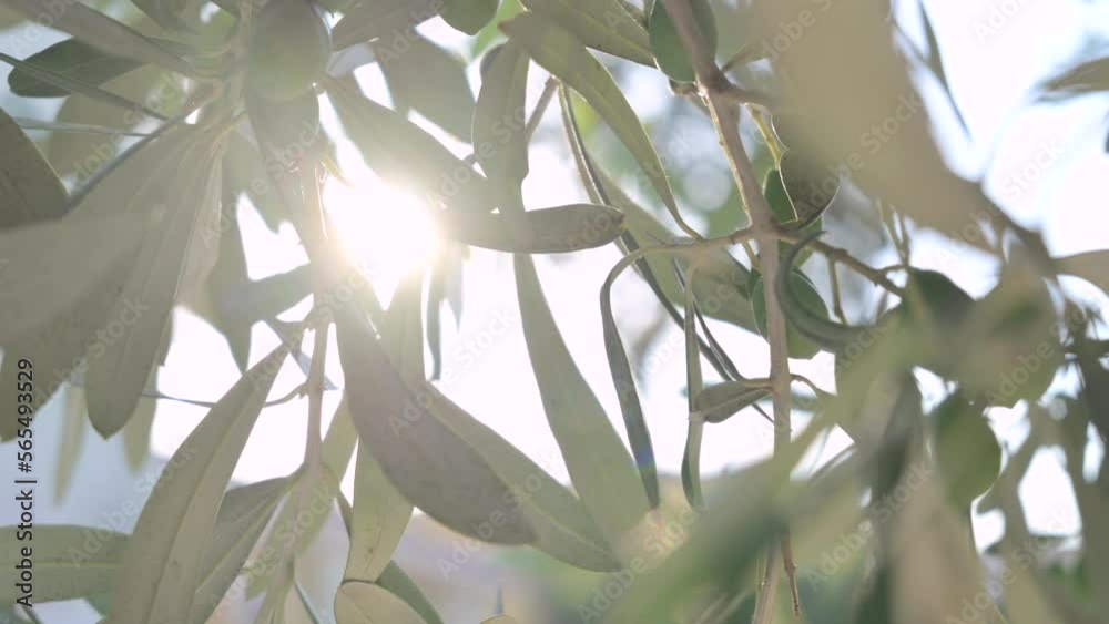 Olive tree and sun. Branches with olive berries in a sunbeam light. Glare and light. High quality 4k footage