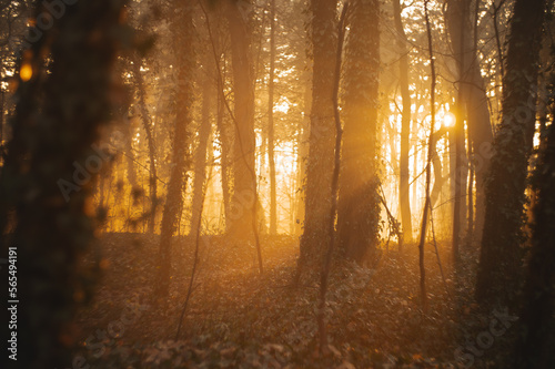 Golden fog in forest - sunrise or sunset at foggy day, beautiful rays of sun, soft focus image of vintage artistic lens