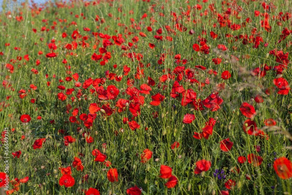 Red poppies wild field scene