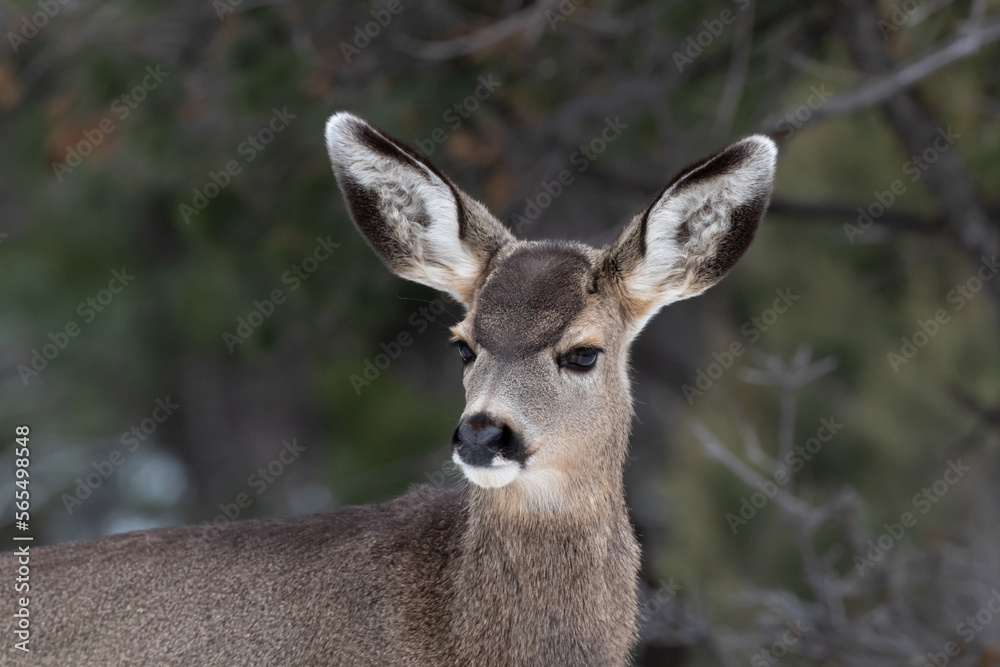 Portrait shot of young Mule Deer (Odocileus hemionus) looking at camera. Grand Canyon National Park. Forest in background.
Portrait shot of young Mule Deer (Odocileus hemionus) looking at camera. Grand Canyon National Park. Forest in background.