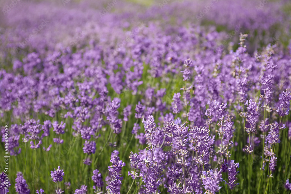 Beautiful blooming lavender field on summer day