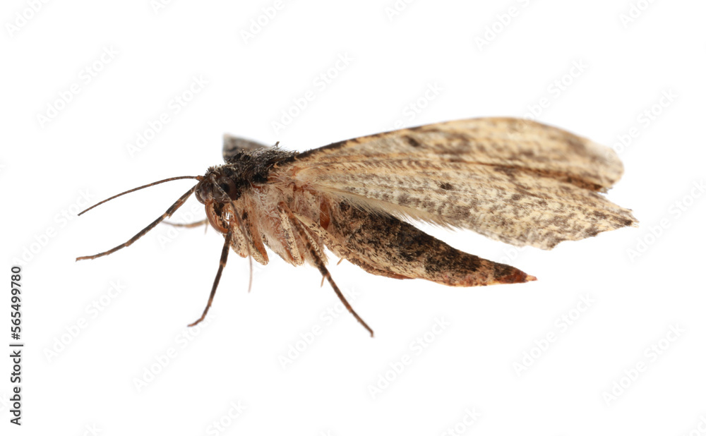 Single Alcis repandata moth isolated on white Single Alcis repandata moth isolated on white