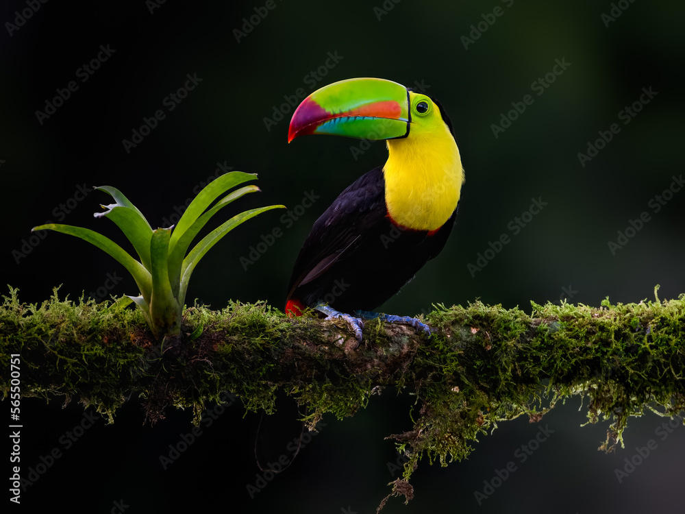 Fototapeta premium Keel-billed Toucan portrait on mossy stick against dark green background
