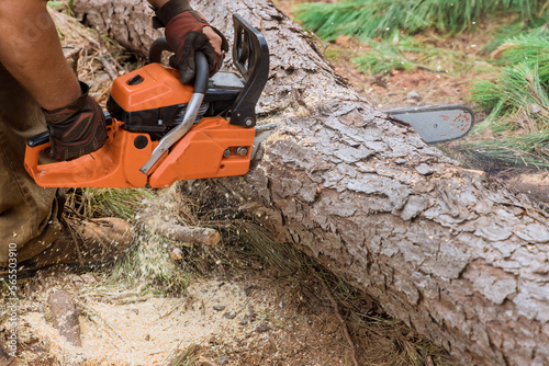 An employee of cuts tree with chainsaw during process to cut down trees, resulting in forest destruction