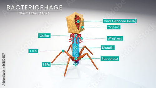 3d illustration of 3d rendering of a bacteriophage with its complete fundamental components photo