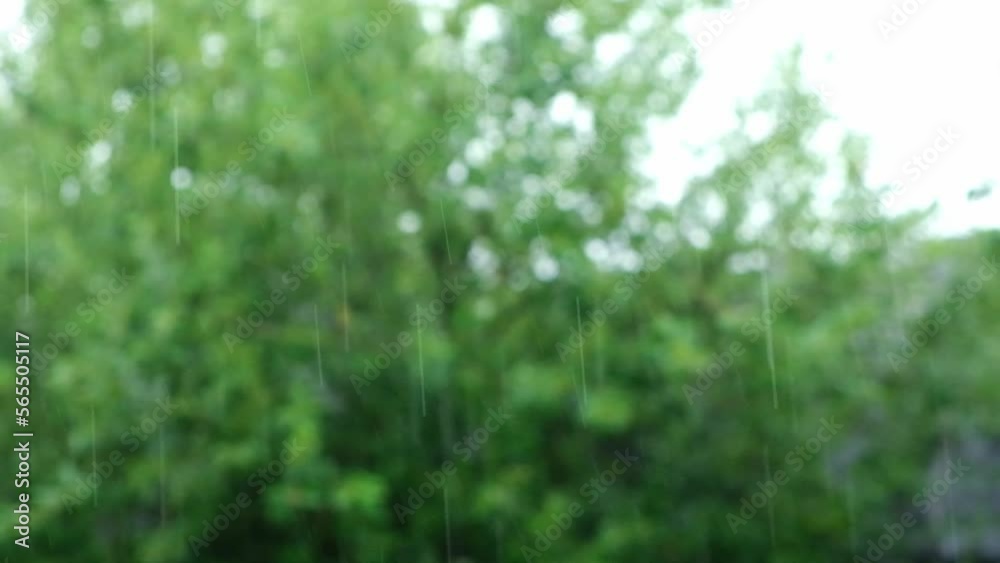 Summer rain. Raindrops fall against the background of green trees. Focus on the foreground. Rainy cloudy day of summer. The rainy season. Rainfall. Summer rain. Raindrops fall against the background of green trees. Focus on the foreground. Rainy cloudy day of summer. The rainy season. Rainfall.