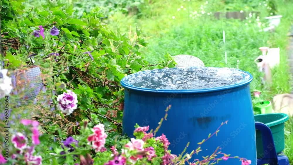 A blue barrel for collecting rainwater. Collecting rainwater in a plastic container. Collecting rainwater for watering the garden. Ecological collection of water for crop irrigation. A blue barrel for collecting rainwater. Collecting rainwater in a plastic container. Collecting rainwater for watering the garden. Ecological collection of water for crop irrigation.