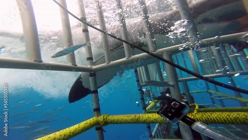 Great white shark swimming underwater in front of camera in a school of fish off the coast of Guadeloupe, Mexico. Carcharodon carcharias, or white shark. Most predator shark in the ocean.