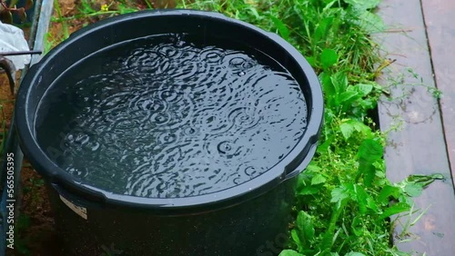 A blue barrel for collecting rainwater. Collecting rainwater in a plastic container. Collecting rainwater for watering the garden. Ecological collection of water for crop irrigation.