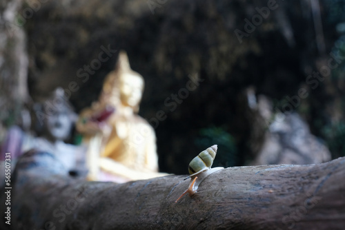 Snail crawling on the background of Buddha statue in Thep Pratan Cave. Thab Prik  Krabi Province  Thailand.