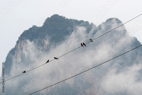 Pacific swallows sitting on a wire on the background of cloudy karst rocks on a rainy day. Krabi Province, Thailand.