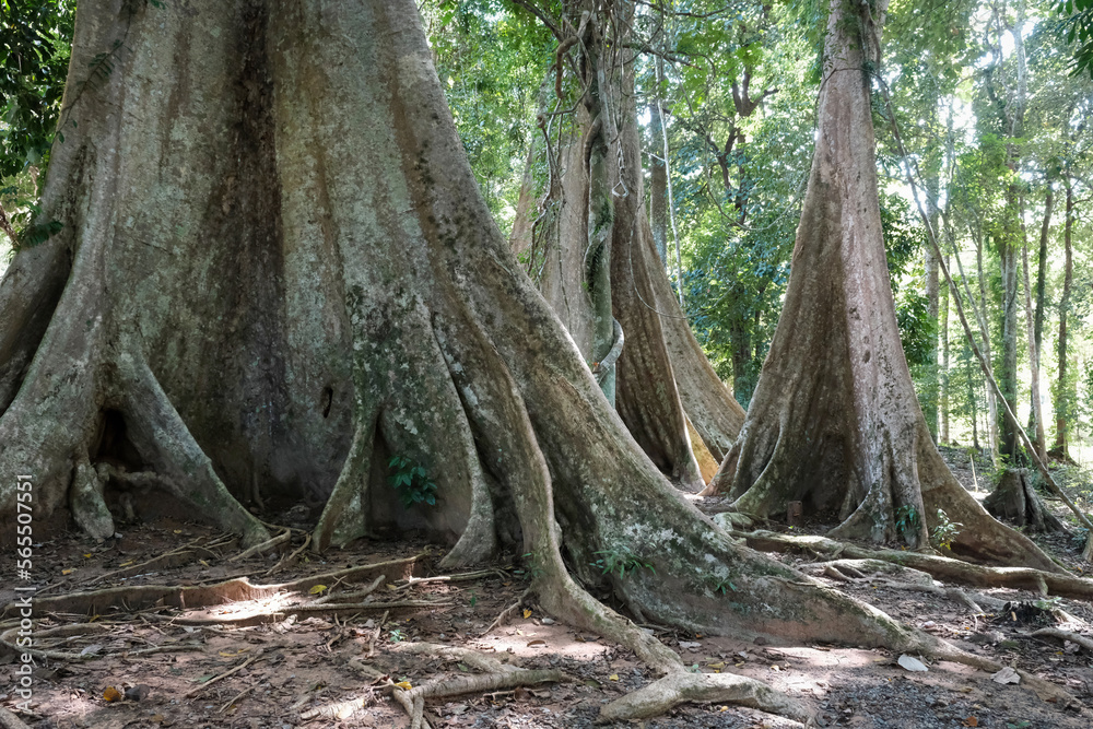 Giant tropical trees (Dipterocarpus alatus) on sunny day. Khao Phanom Bencha National Park, Krabi Province, Thailand. Giant tropical trees (Dipterocarpus alatus) on sunny day. Khao Phanom Bencha National Park, Krabi Province, Thailand.