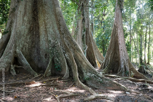 Giant tropical trees (Dipterocarpus alatus) on sunny day. Khao Phanom Bencha National Park, Krabi Province, Thailand.