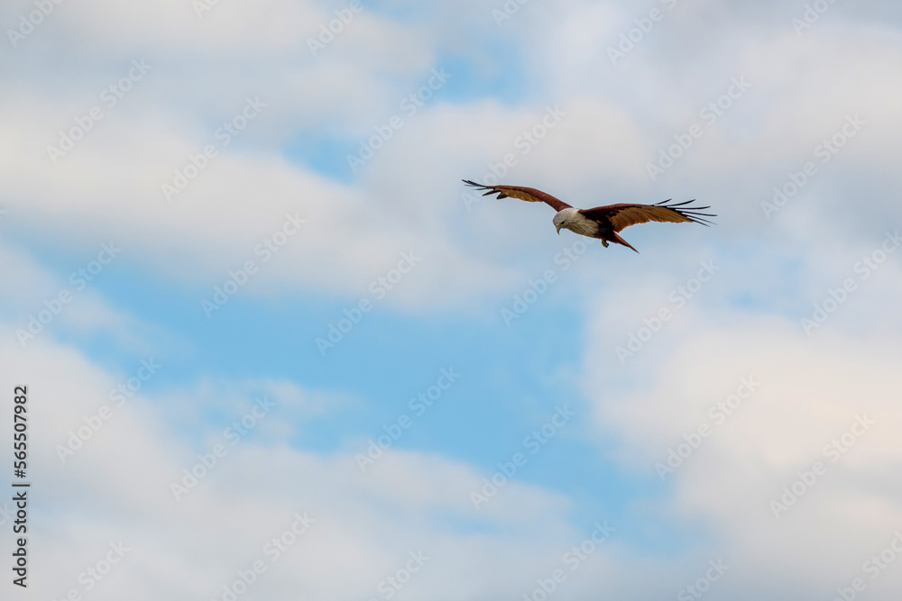 Flying Brahminy kite. Ko Lanta, Krabi Province, Thailand. Flying Brahminy kite. Ko Lanta, Krabi Province, Thailand.