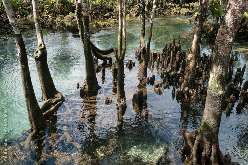View of mangrove forest in the river on sunny day. Klong Song Nam, Krabi Province, Thailand.