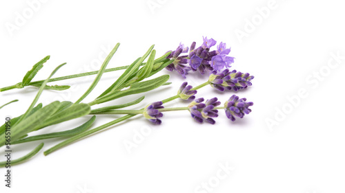 Lavender sprig flowering isolated on white background. Aromatic evergreen shrub.selective focus