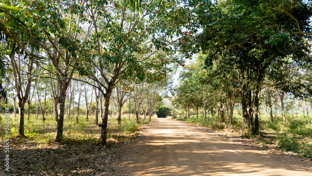 Dirt road that leads straight ahead and is surrounded by a forest of plantations of rubber trees. under the blue sky. Dirt road that leads straight ahead and is surrounded by a forest of plantations of rubber trees. under the blue sky.
