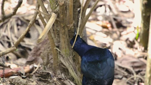 Mexican grackle male exotic black bird, looks curiously at the trunk of a palm tree in the tropical jungle.