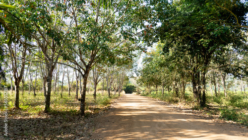 Dirt road that leads straight ahead and is surrounded by a forest of plantations of rubber trees. under the blue sky.