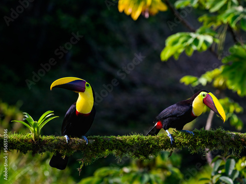 Two Yellow-throated Toucans  portrait on mossy stick against dark green background