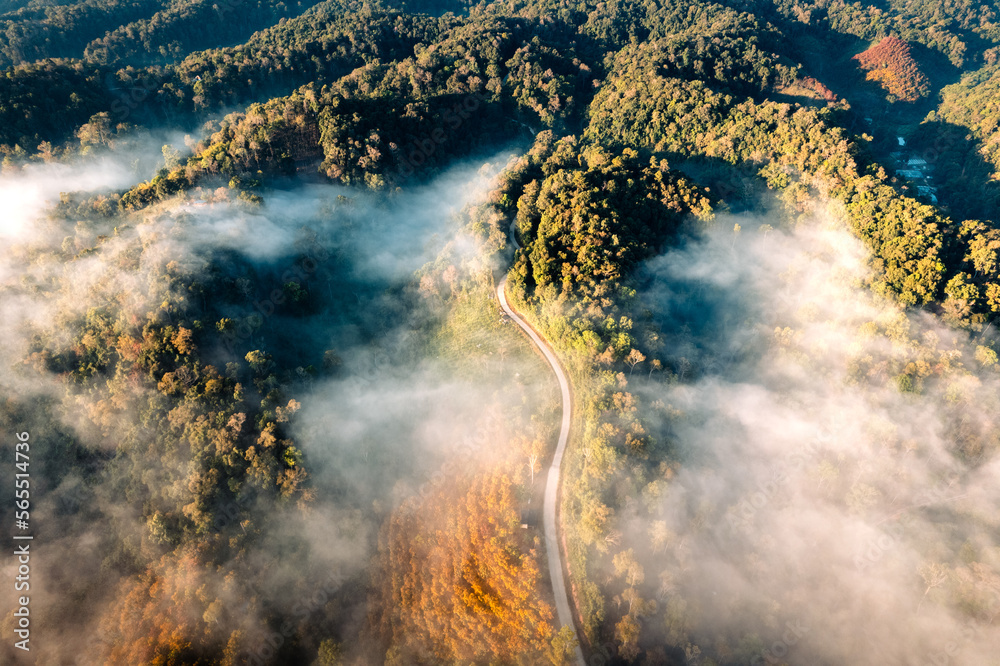 Forest and fog in the morning, high angle view