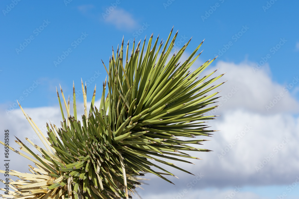 Joshua tree leaves shown in the Mojave Desert. Joshua tree leaves shown in the Mojave Desert.