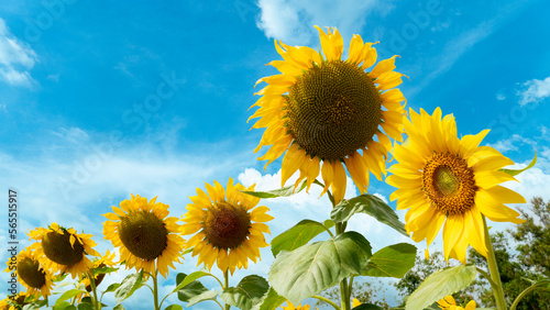 Fototapeta Naklejka Na Ścianę i Meble -  Sunflowers bloom bright yellow. Under the blue sky and white clouds.