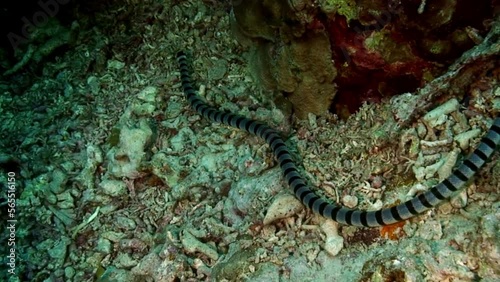 Striped black and white snake on coral reef on underwater seabed in marine life of Philippine Sea. Macro relaxing video about coral reef and wildlife in undewater sea and ocean life. photo