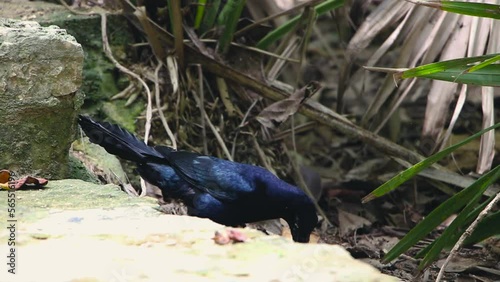Mexican zanate black bird searching food between dry leaves on the ground next to a antique stone stairs