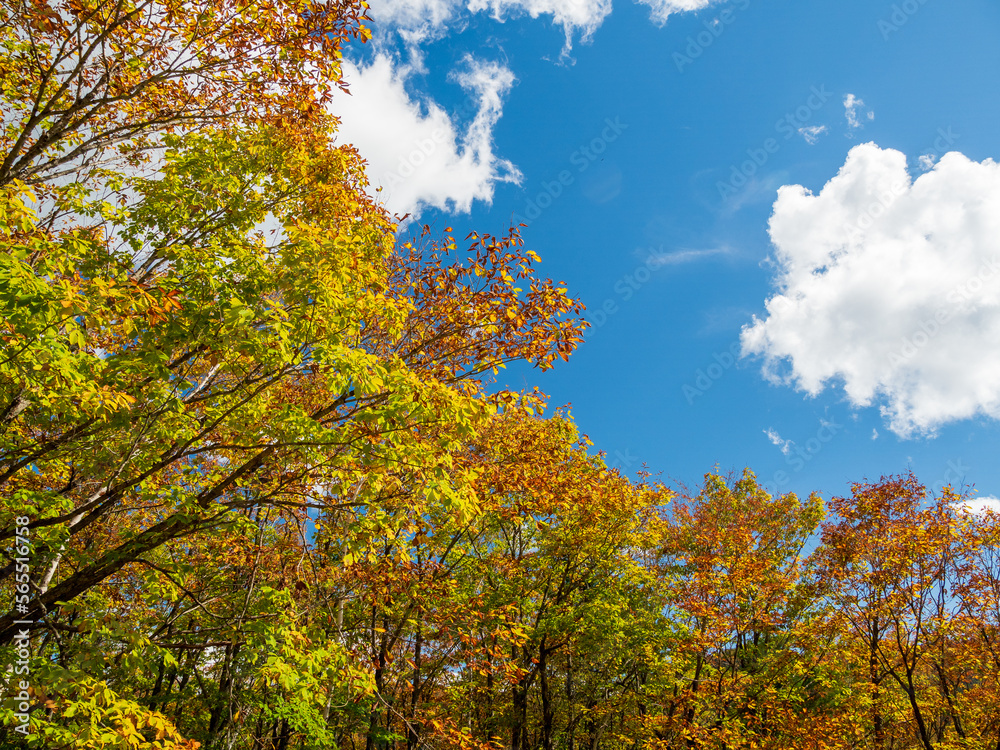 Naklejka premium 秋の乗鞍高原