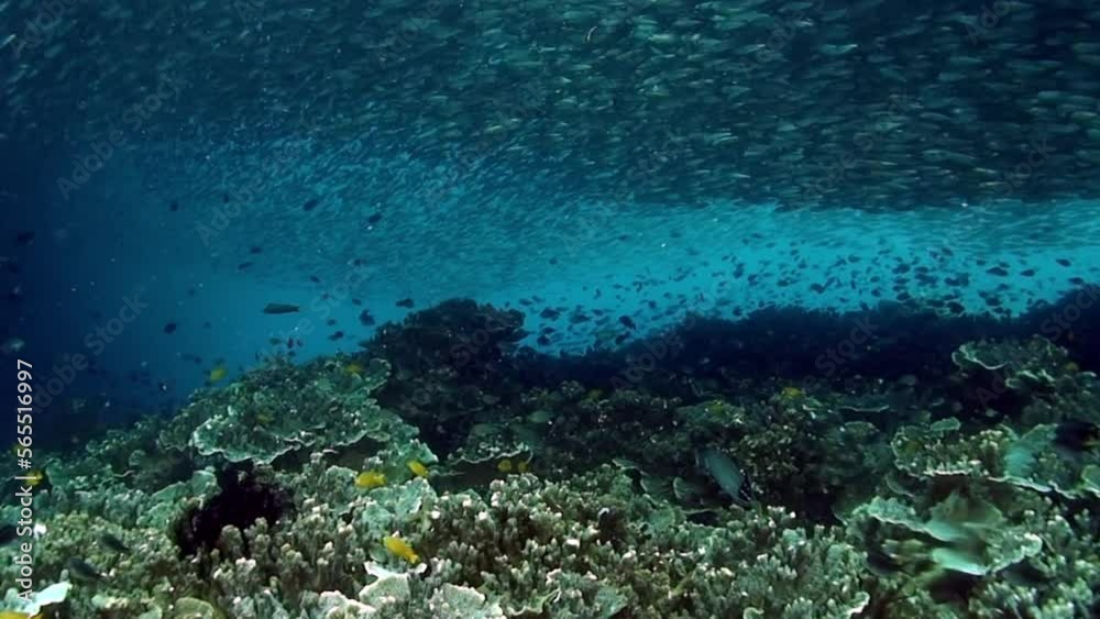 School of fish glitters and shimmers in rays of sunlight underwater. Group fish of one species in underwater marine life world of Philippine Sea. School of fish glitters and shimmers in rays of sunlight underwater. Group fish of one species in underwater marine life world of Philippine Sea.