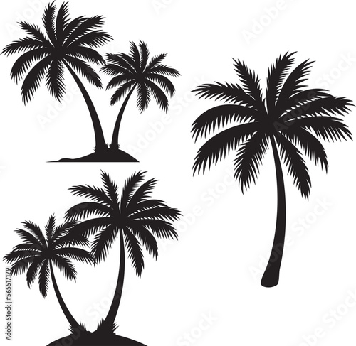 Palm Tree on white background