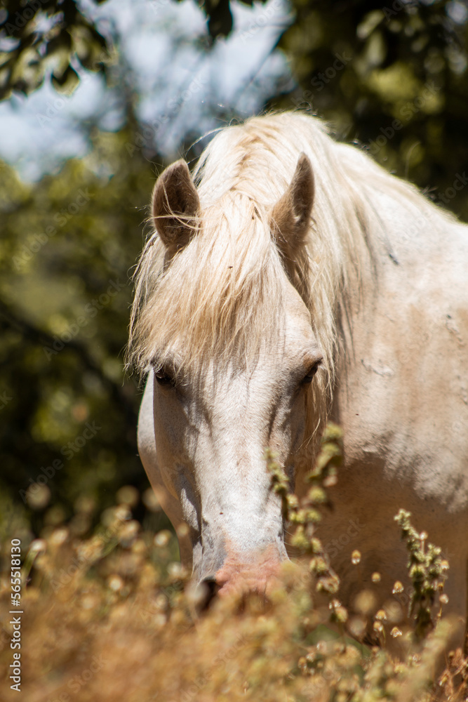 Obraz premium Caballo antes de comer