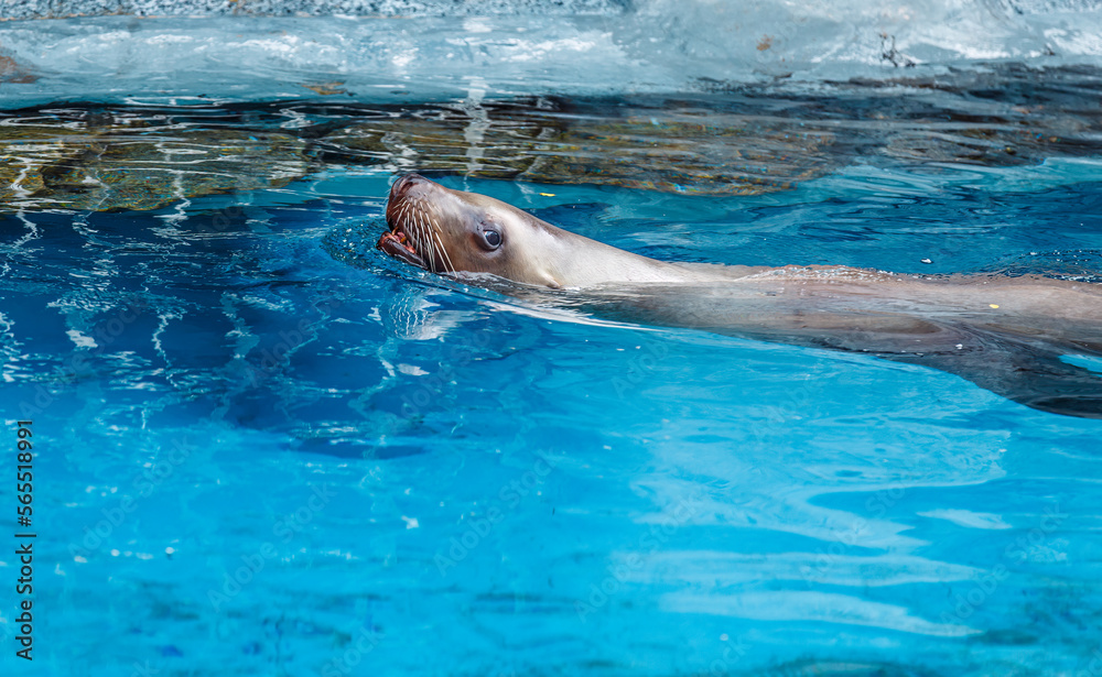 Aquarium Pinnipedia Seal Sea Lion Swimming with head out of water with mouth and eyes open
