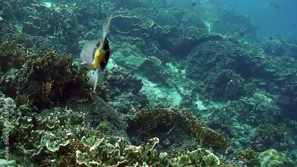 Flute fish (Chinese Trumpetfish) on background of school of fish in
