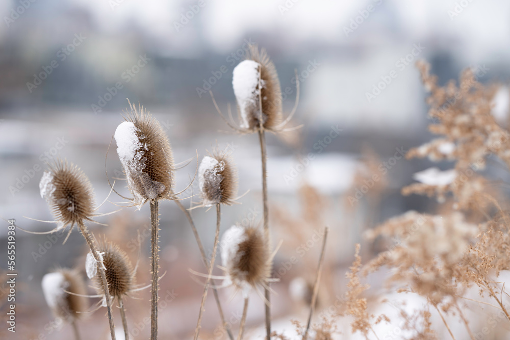 A closeup of dried Chardon Thistles covered in snow and ice on a winter day A closeup of dried Chardon Thistles covered in snow and ice on a winter day