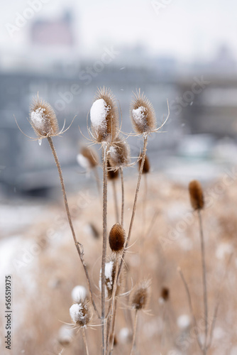 A portrait view of dried Chardon Thistles covered in snow and ice on a winter day © Eric Skadson