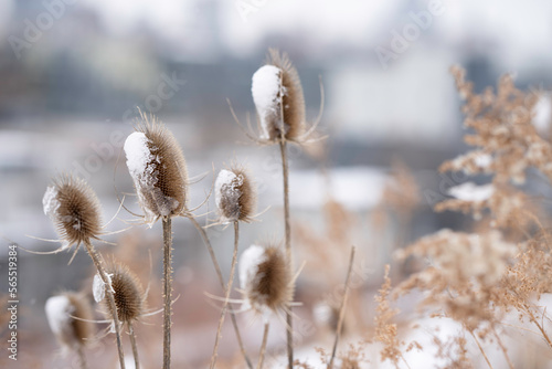 A closeup of dried Chardon Thistles covered in snow and ice on a winter day © Eric Skadson