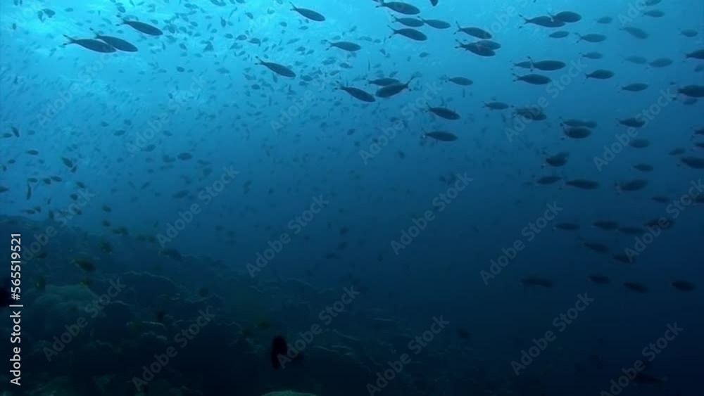 School of fish underwater Philippine Sea. Group fish in underwater marine life world of Philippine Sea. Relaxing video about nature, sea and ocean life. School of fish underwater Philippine Sea. Group fish in underwater marine life world of Philippine Sea. Relaxing video about nature, sea and ocean life.