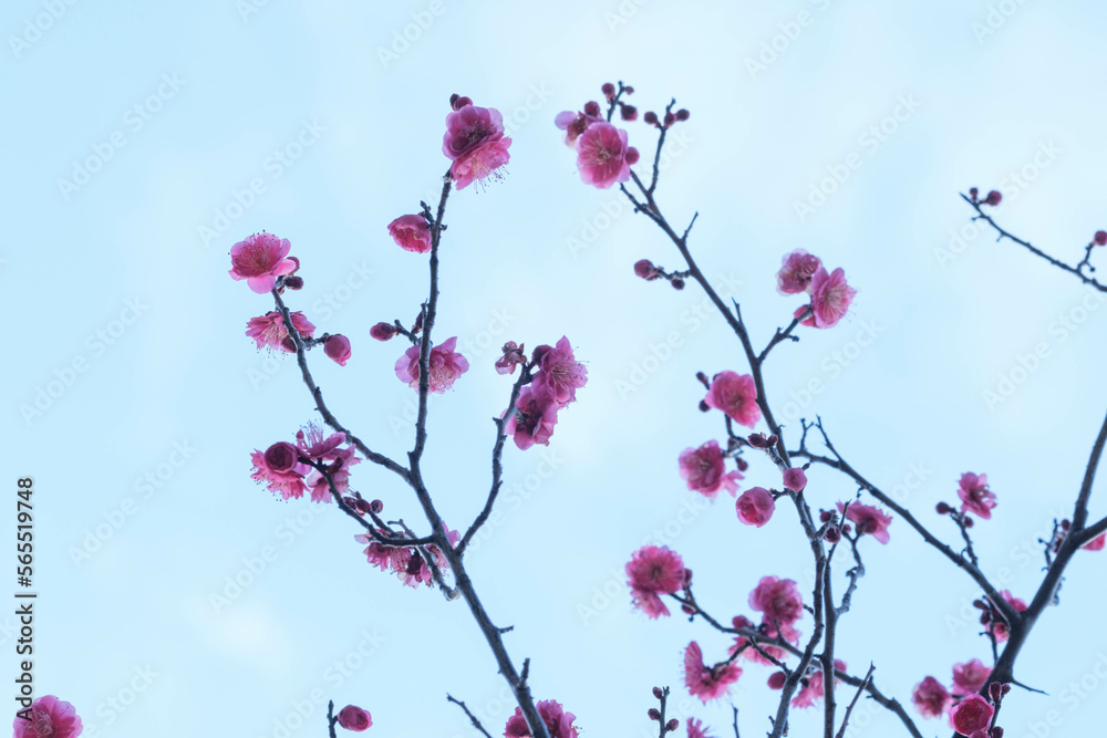 寒い日が続くが、梅の花が綻び始めた。青空に紅色が映える。神戸岡本の梅林公園で撮影 寒い日が続くが、梅の花が綻び始めた。青空に紅色が映える。神戸岡本の梅林公園で撮影